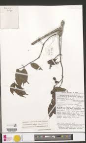 Image result for Landolphia incerta