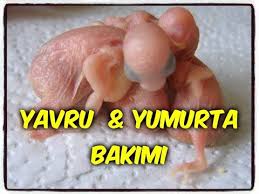 Muhabbet Kusu Yavrulari Nasil Beslenir Budgie Bayy Youtube