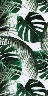 Pin oleh nadnicha di aesthetic background wallpaper bunga daisy latar belakang gambar. Pin Oleh Anne Wijnands Di Phone Wallpapers Wallpaper Tropis Wallpaper Hijau Wallpaper Estetika