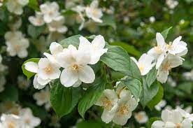 The flowers last only a month or so a. Mock Orange Plant Care Growing Guide