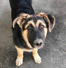 However, in price they could range from under $100 to over a grand depending on the reason for the breeding, the region you live in, and how the breeder markets and presents his animals. German Shepherd Great Pyrenees Mix Facts