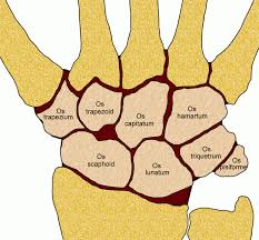 The tfc is an articular discus that lies on the pole of the distal ulna. Handwurzel