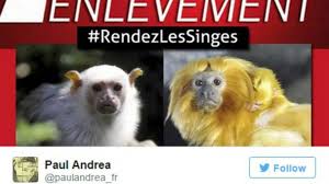 Vol De Singes A Beauval Les Internautes Se Mobilisent