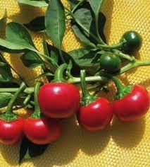Pepper Hot Tondo Piccante Seeds