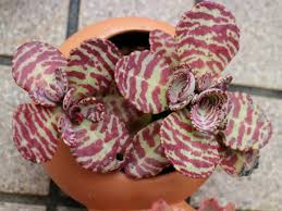 Image result for Kalanchoe humilis