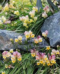 Freesia Caryophyllacea Buy Online At Annie S Annuals
