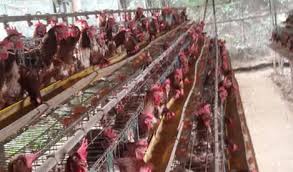 Check spelling or type a new query. Update Harga Ayam Petelur Terkini Langsung Dari Peternak Aplikasi Pertanian Media Agribisnis Gdm Agri