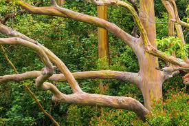Dwarf angophora, angophora costata 'little gumball', is a hybrid gum never known to flower. Popular Gum Trees Found In Several Plant Genera