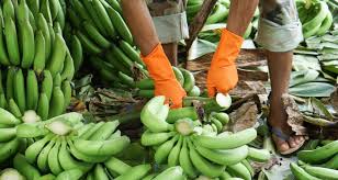 Cavendish dalam pot #cavendish #kandang_edukasi. World First Panama Disease Resistant Cavendish Bananas Wur