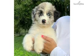 Our aussiedoodle puppies are raised in our home, and not a kennel. Oz Aussiedoodle Puppy For Sale Near Orlando Florida E3ebdc33 C2b1