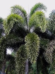 Image result for Wodyetia