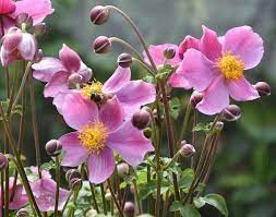 Anemone Hupehensis Praecox Japanese Anemone Anemone Flower Farm Long Blooming Perennials