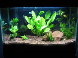 Pin By Lourdes Zimmer On Planted Aquariums Freshwater Plants Planted Aquarium Plants