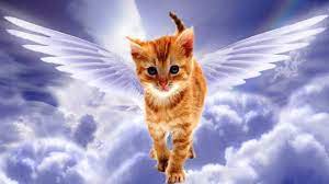 Gerelateerde Afbeelding Cats Angel Cat Cat Heaven