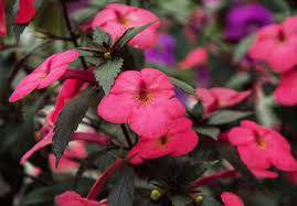 Je l'ai vu plusieurs fois fleurie jaune dans le midi de la france. Lemkdg5vbxdf9m
