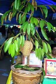 Bg pendapat tuan durian monthong sesuai tanam dalam pasu atau tanah.? Sapa Berminat Menjual Benih Online Terbesar Di Malaysia Facebook