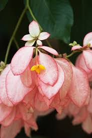 Pin On Heavenly Flowers