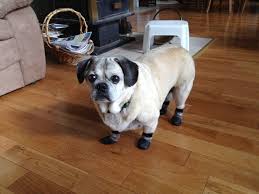 Pin On Dogs With Paralysis