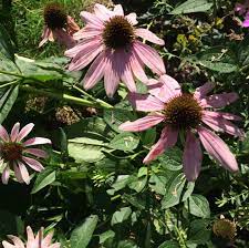 Franklin Marshall Purple Coneflower Echinacea Purpurea