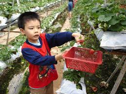 Big red strawberry farm is a agrotourism park growing hydroponic strawberries and organic vegetables. 11 Best Strawberry Farms In Cameron Highlands Breakdown Guide 2021