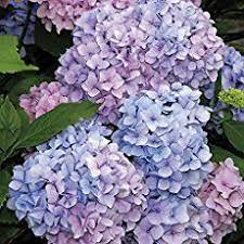 Tips For Growing Hydrangea Nikko Blue Hydrangea Blue Hydrangea Growing Hydrangeas