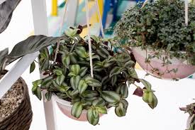 Image result for Tradescantia zebrina