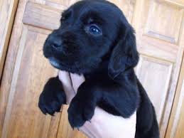 Ellendale labradors is another name in the category of silver lab puppies for sale in sc. Springador Puppies Springer Spaniel Lab For Sale In Carter Wisconsin Classified Americanlisted Com