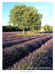 Aktuell über 135.000 angebote für gebrauchte möbel. Lavendel In Der Provence Blutezeit Reiseangebote Ausflugstipps