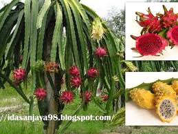 This requires level 81 farming. Dragon Fruit Tree Help Hometalk