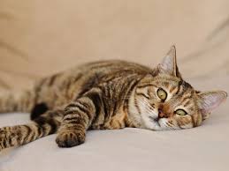 Occasionally, if the kitty is vomiting right after drinking a. Vomiting With Bile In Cats Petmd
