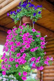 Spread the organic matter 2 to 3 inches thick. How To Grow And Care For Petunias Gardener S Path