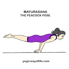 Mayurasa The Peacock Pose Peacock Pose Poses Hatha Yoga Postures
