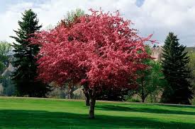 We did not find results for: Crabapple Flowering Choose A Crabapple Tree Grow Food Guide