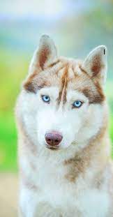 Maybe you would like to learn more about one of these? 15 Unbelievable Husky Photos That Are Not Photoshopped Dog Breeds Cute Dogs Puppies
