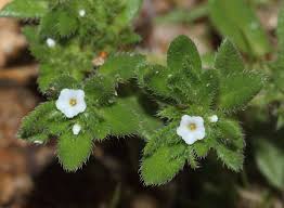 Image result for Euploca