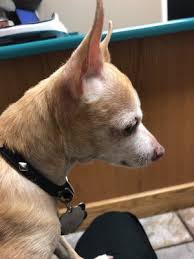 We have a passion for caring for our clients and their beloved pets. Affordable Pet Care 27 Photos 45 Reviews Veterinarians 1362 Basse Rd San Antonio Tx United States Phone Number