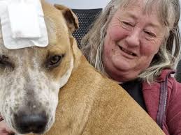 Fundraiser for Julie Walsh by Kate Worthley : Bernie's recovery