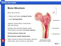 The posterior landmark is provided by the second cervical vertebra (axis) while the anterior one is provided by the tongue. Bones And Joints In This Presentation You Will Identify Major Bones Of The Body Identify The Structure And Composition Of Bone Identify Different Joint Ppt Download