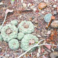 The more i read about them, the more i want one. Pdf Limitations To Natural Production Of Lophophora Williamsii Cactaceae I Regrowth And Survivorship Two Years Post Harvest In A South Texas Population