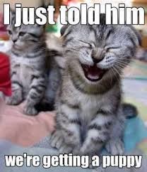Wacky animal quotes about dogs, cats, rabbits, frogs, and more. Funny Animal Images With Quotes