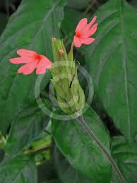 Image result for Crossandra nilotica