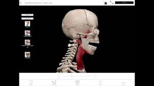 Learn Visible Body Mandible Elevation And Depression Youtube