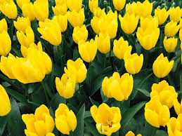 Bunga tulip merupakan bunga nasional turki. Aih Cantiknya Bunga Tulip Di Belanda
