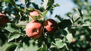 Check spelling or type a new query. Halaman 2 Gratis Buah Apel Merah Foto Piqsels