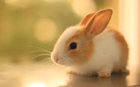 Select an image from your device( max: Animals Wallpapers Hd 1080p Group 80