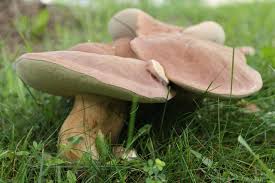 Image result for Boletus variipes