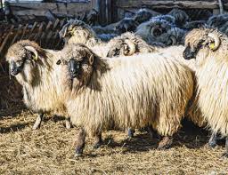 Anul acesta, subvenţia la oaie a fost 8 euro şi la vacă 1.000 euro. Subventii Revista Fermierului