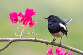 These are african and asian garden and forest. The Oriental Magpie Robin Copsychus Saularis Is A Small Passerine Bird That Was Formerly Classed As A Memb Western Ghats Passerine Bird Black And White Birds