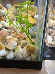My Aquarium Fish Love The Bamboo Lounge, Video | Medium