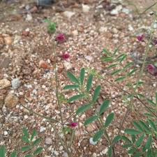 Image result for Anisotes formosissimus